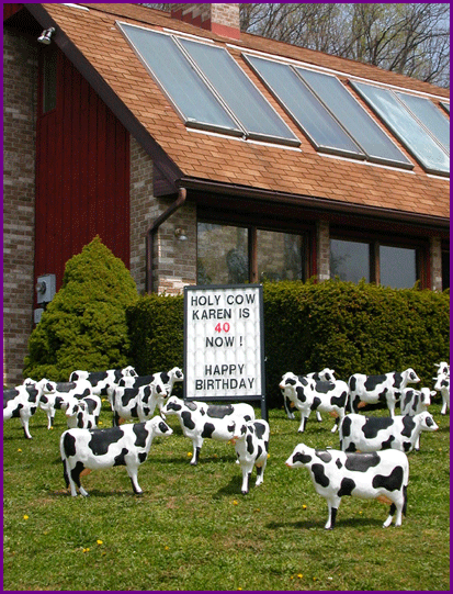 Cows Display